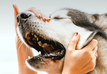 In carcere da un anno, incontra il suo cane 